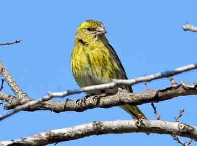 鳥類図鑑・マヒワ